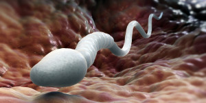 Male sperm cell